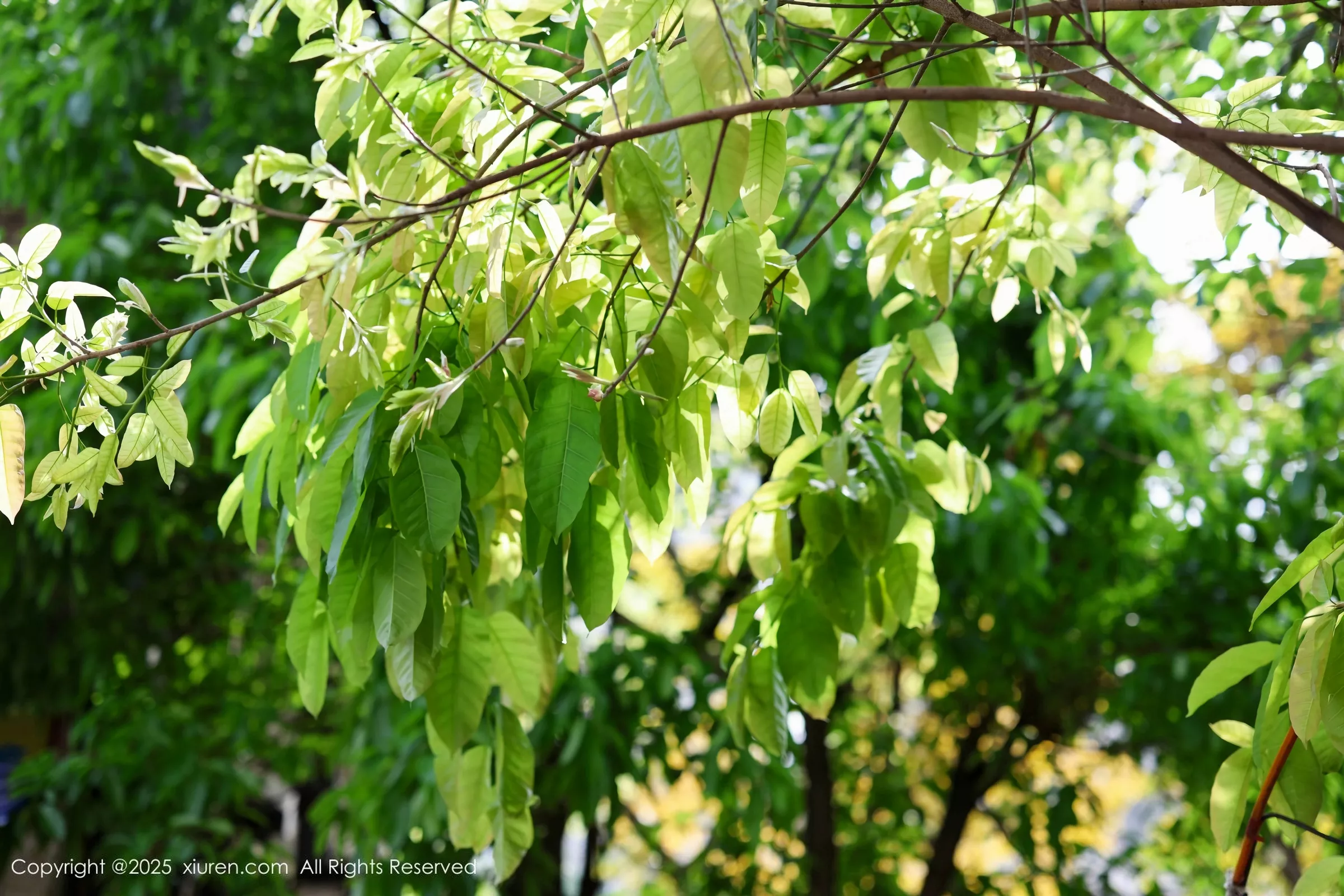 [[XiuRen秀人网]秀人网]No.10247_模特茂木希子性感橙T露白色内衣配超薄肉丝秀完美身材诱惑写真80P